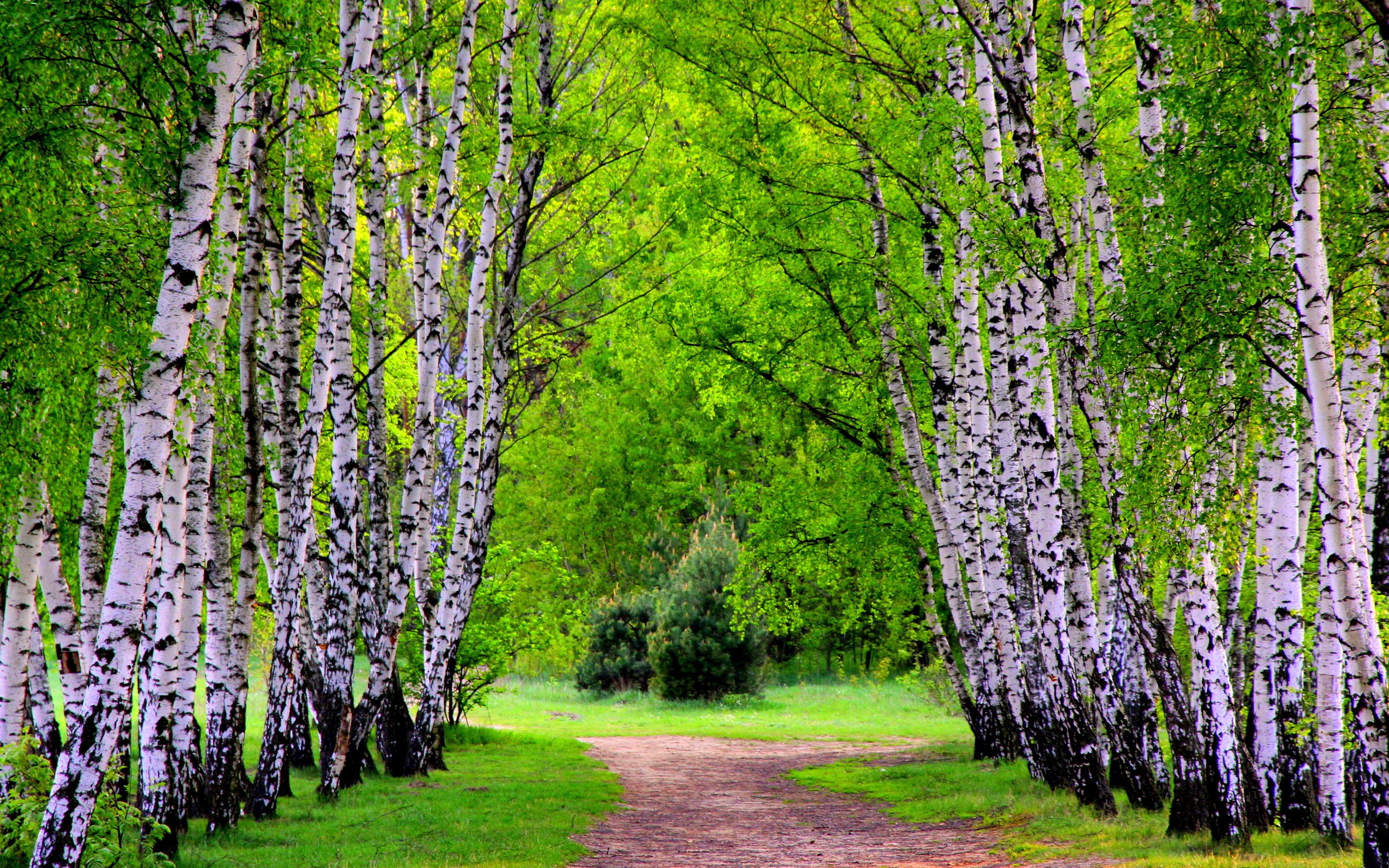 nature, Trees, Paths Wallpaper