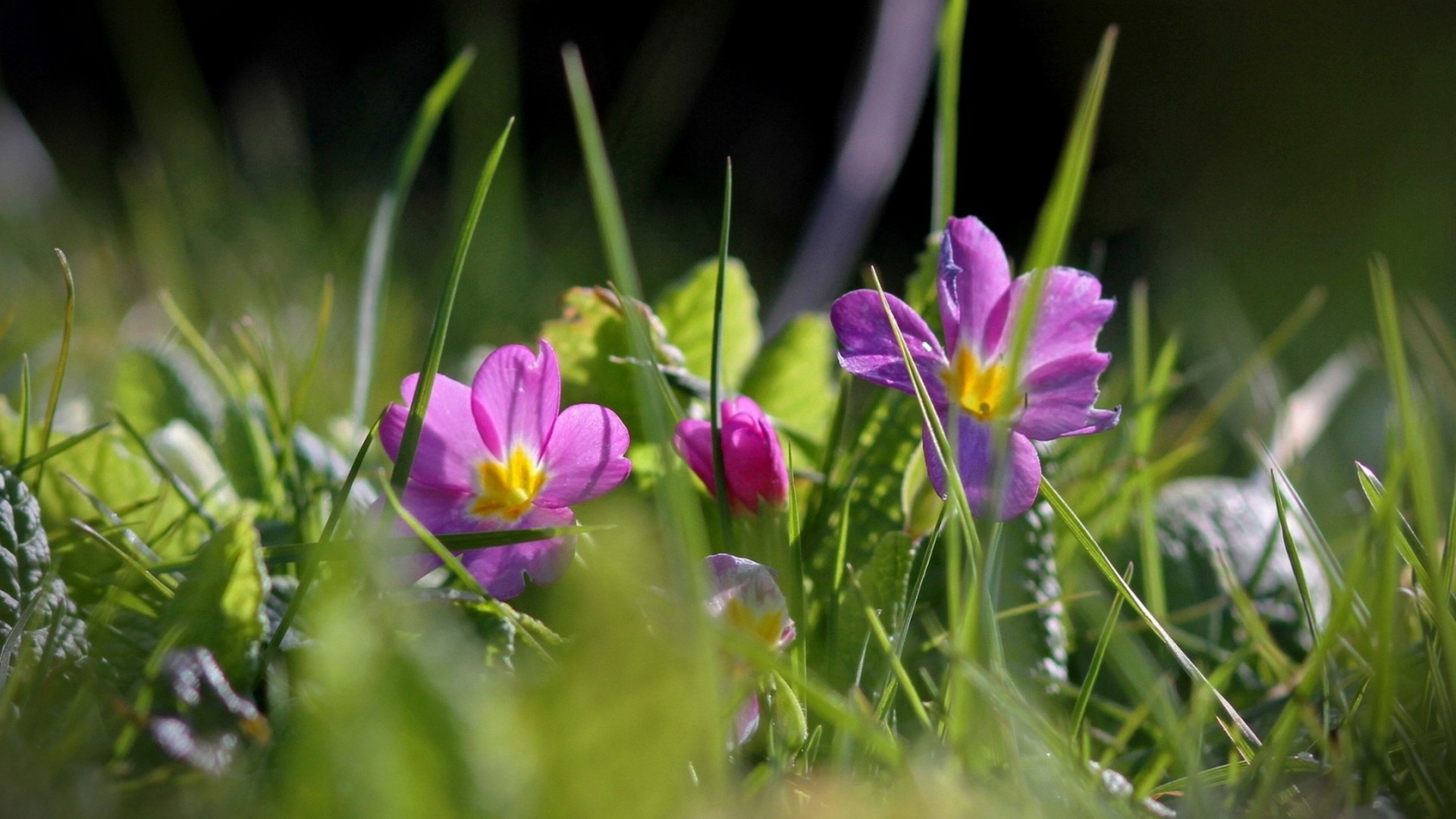 flowers, Grass Wallpaper