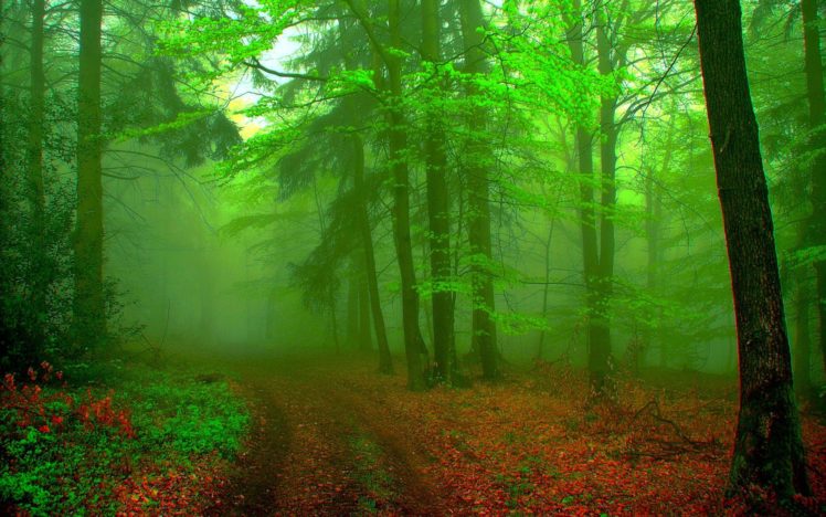forests HD Wallpaper Desktop Background