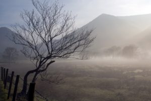 mountains, Landscapes, Nature, Fog, Morning, Tree, Trunk, Protection