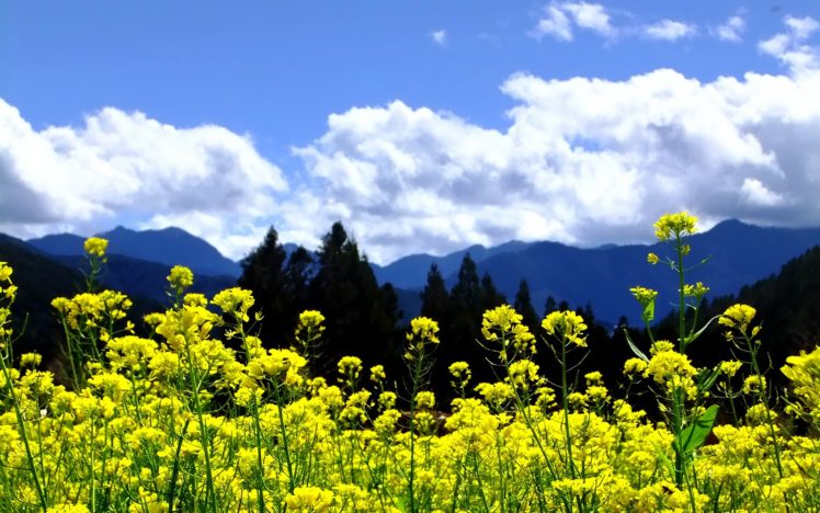 mountains, Clouds, Landscapes, Nature, Trees, Flowers, Yellow, Flowers, Skies HD Wallpaper Desktop Background