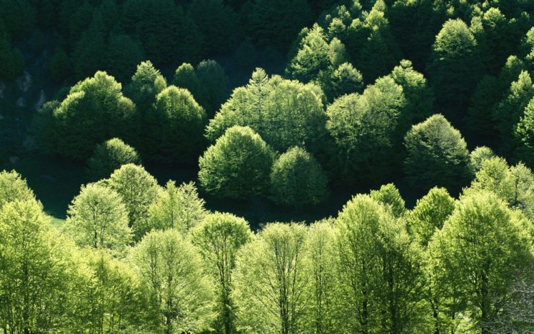 green, Landscapes, Nature, Trees, Forests, Leaves, Wildlife HD Wallpaper Desktop Background