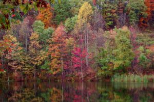 water, Landscapes, Nature, Trees, Autumn, Forests, Plants, Lakes, Colors