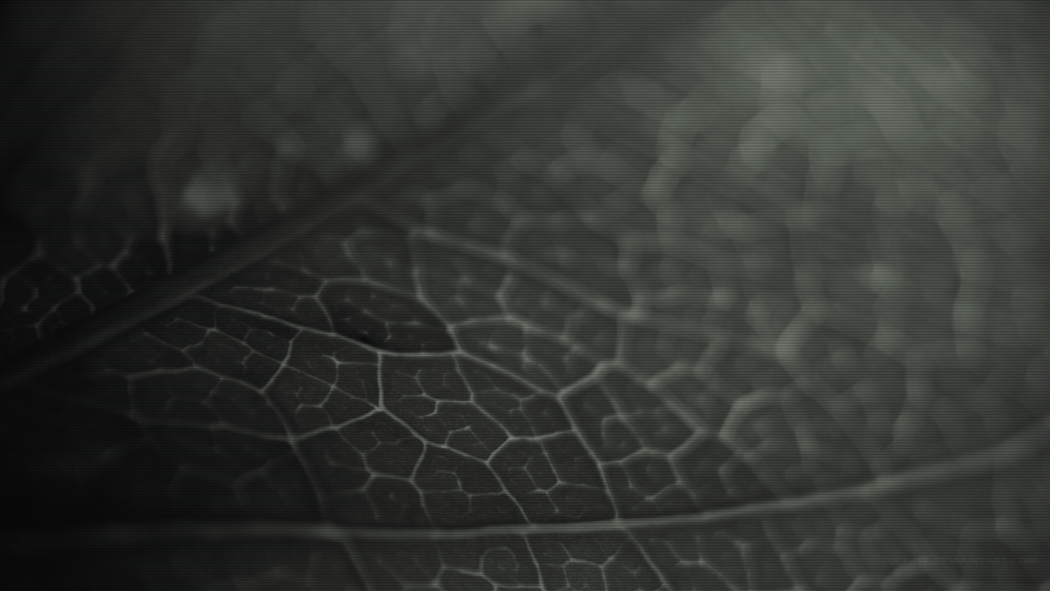 leaves Wallpaper