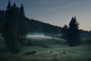 landscapes, Nature, Trees, Forests, Animals, Cows