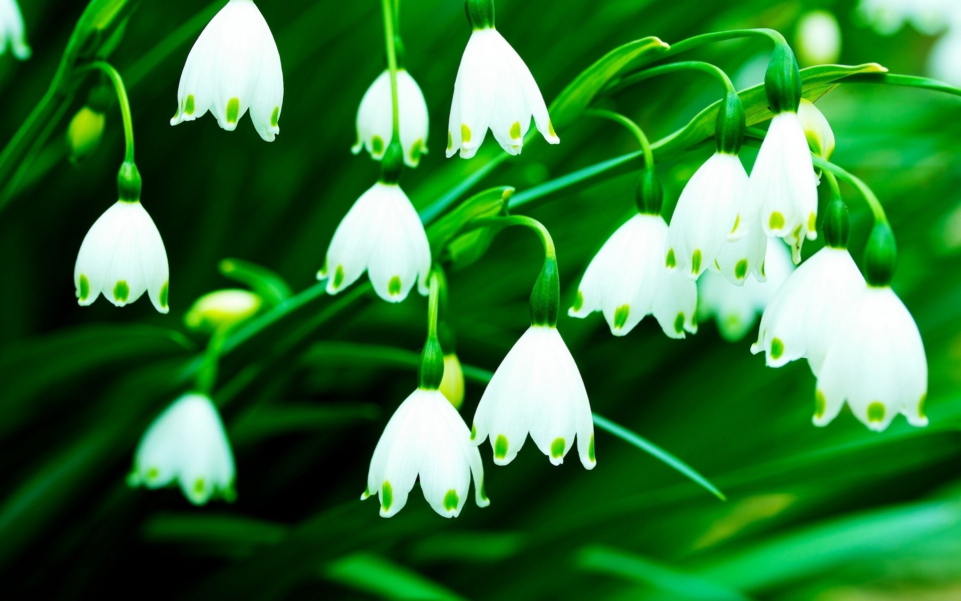 flowers, Lily, Of, The, Valley, White, Flowers Wallpaper