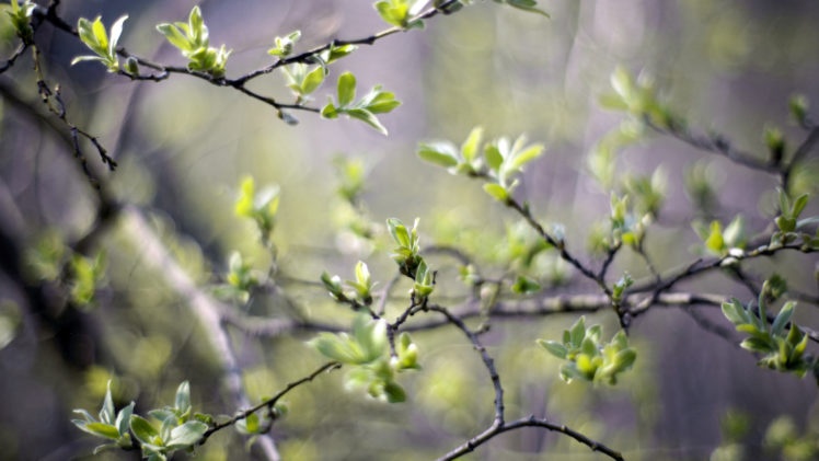 green, Nature, Trees, Spring,  season , Plants HD Wallpaper Desktop Background