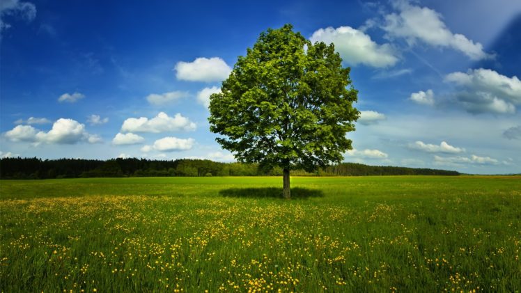 landscapes, Nature, Trees, Land HD Wallpaper Desktop Background