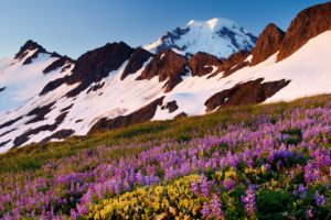 landscapes, Baker, Washington, Mount, Lupine