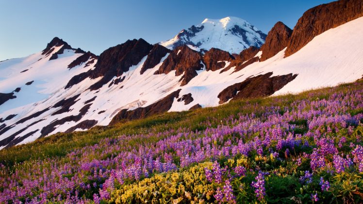 landscapes, Baker, Washington, Mount, Lupine HD Wallpaper Desktop Background