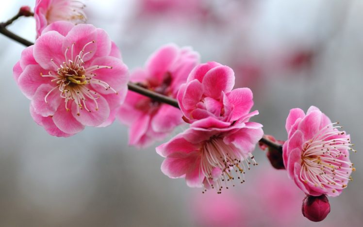 blossoms, Pink, Flowers HD Wallpaper Desktop Background