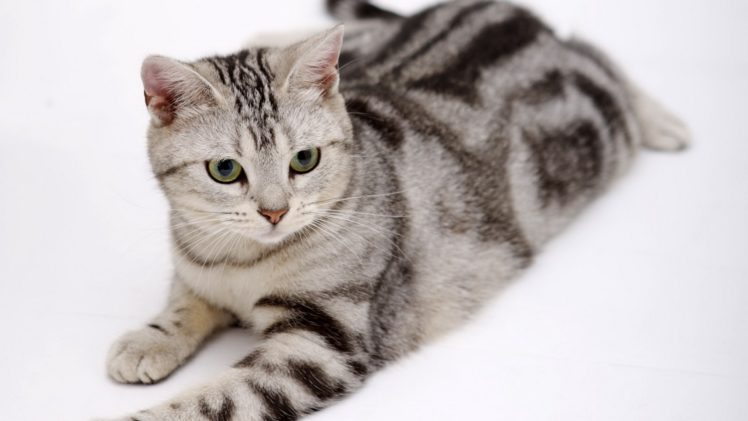 nature, Cats, Animals HD Wallpaper Desktop Background