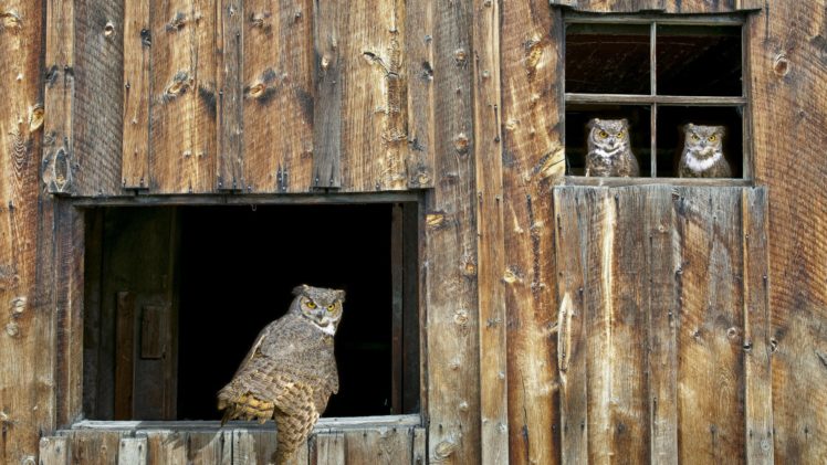 owls HD Wallpaper Desktop Background
