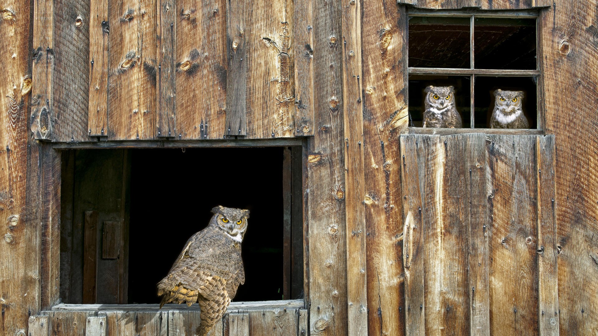 owls Wallpaper