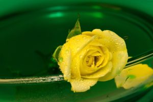 water, Flowers, Water, Drops, Yellow, Rose, Yellow, Flowers