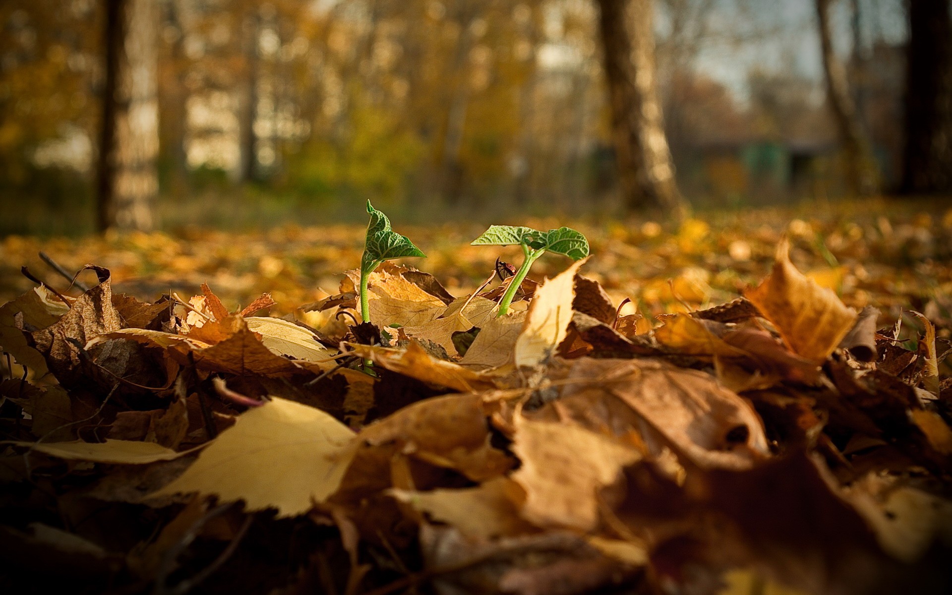 leaves Wallpaper