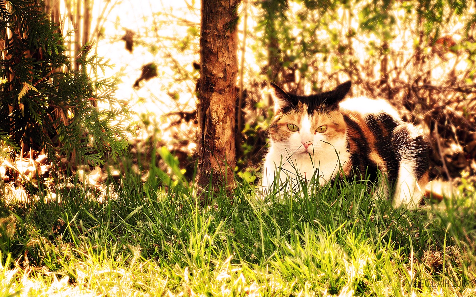 wood, Forests, Cats, Animals, Grass Wallpaper