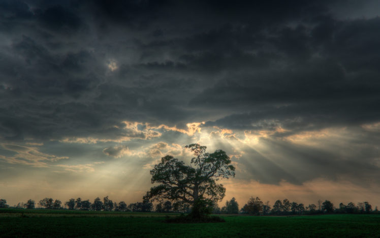 nature, Trees, Skyscapes HD Wallpaper Desktop Background