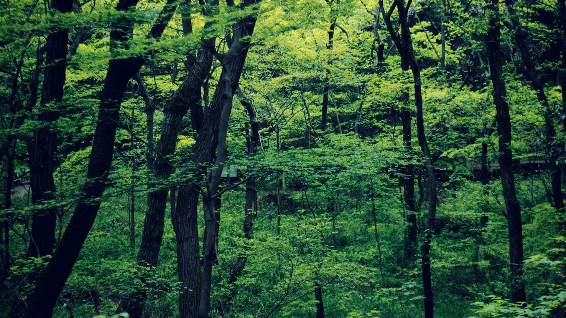forests Wallpaper