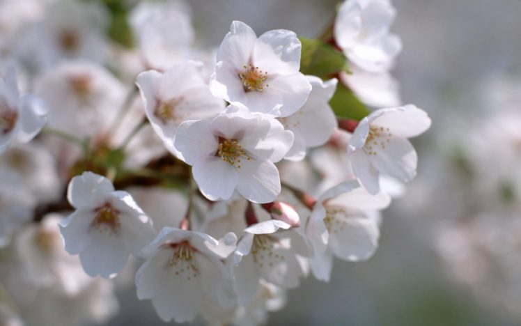 nature, White, Blossom HD Wallpaper Desktop Background