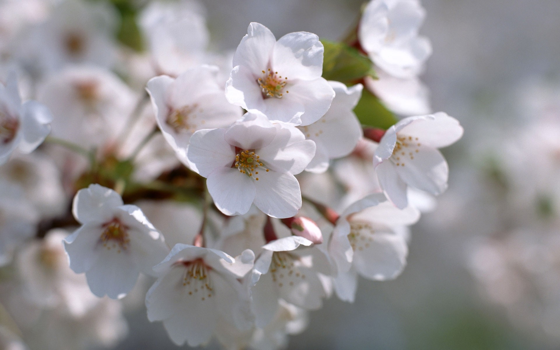 nature, White, Blossom Wallpaper