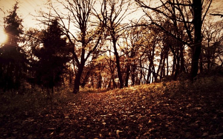 autumn, Forests, Leaves HD Wallpaper Desktop Background