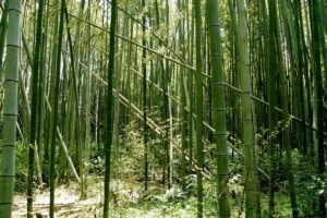 green, Nature, Forests, Bamboo
