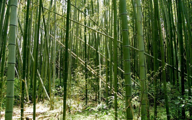 green, Nature, Forests, Bamboo HD Wallpaper Desktop Background
