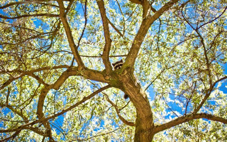 trees, Raccoons HD Wallpaper Desktop Background