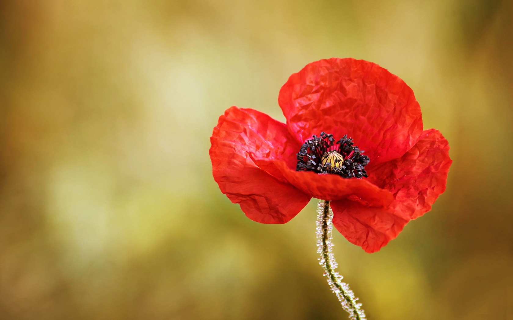 flowers Wallpaper