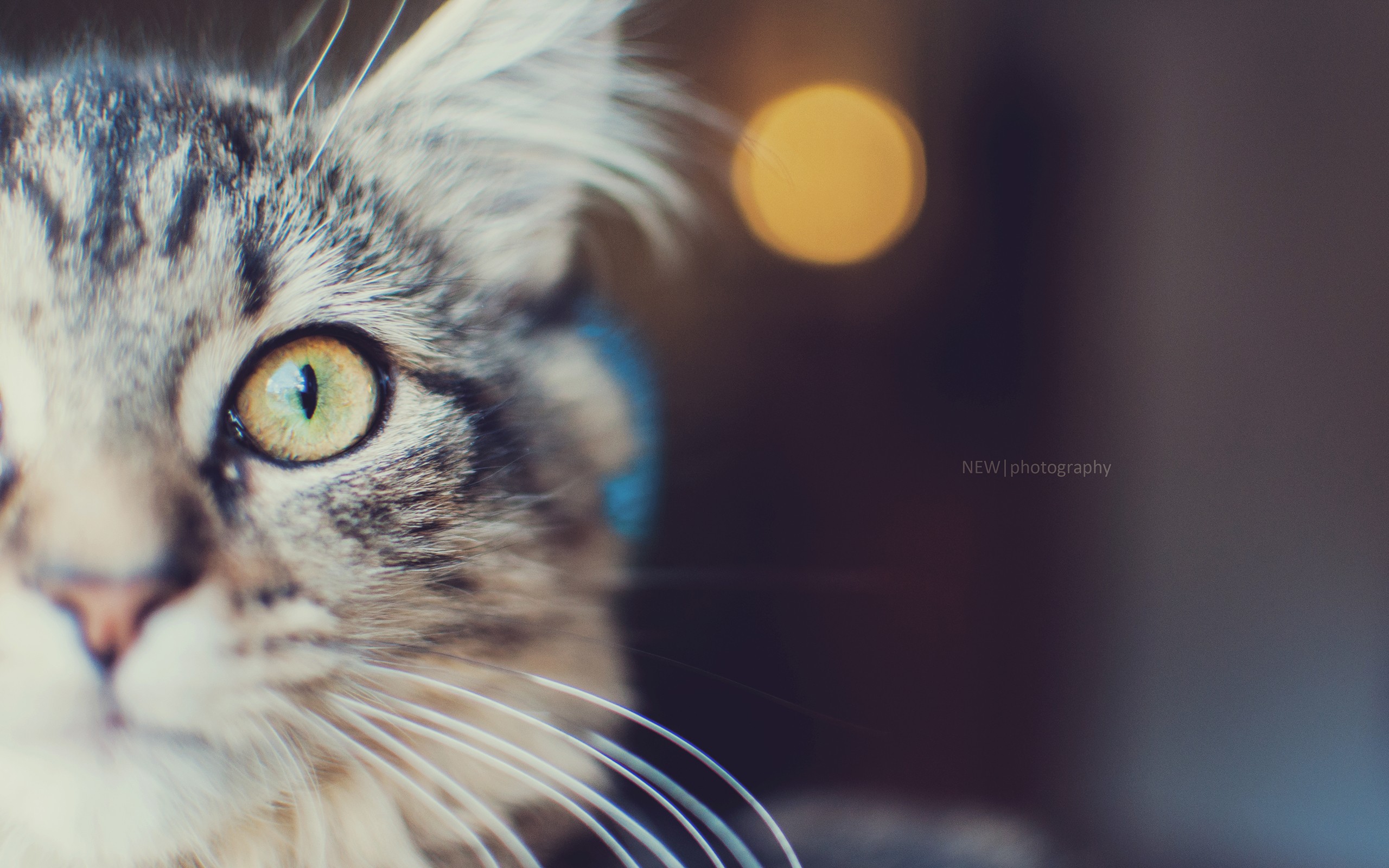 cats, Animals Wallpaper