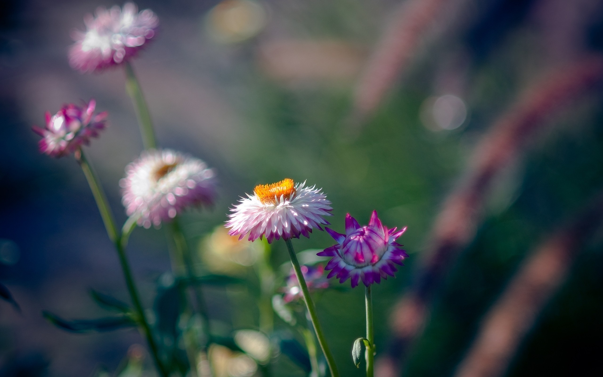 delicate, Lilac, Flowers Wallpapers HD / Desktop and Mobile Backgrounds