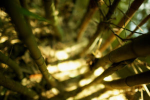nature, Bamboo, Sunlight