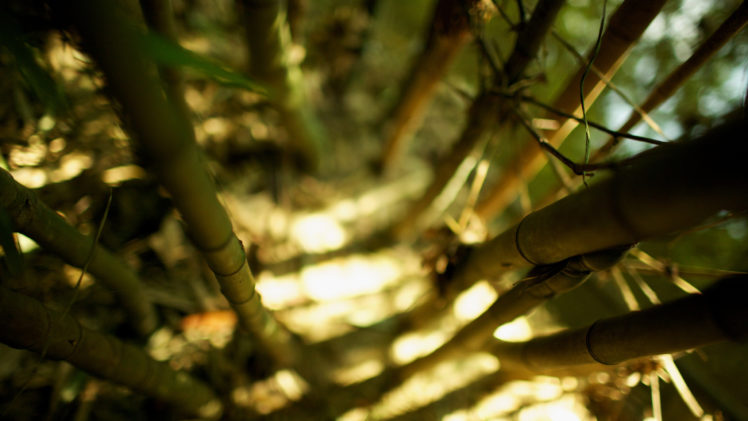 nature, Bamboo, Sunlight HD Wallpaper Desktop Background