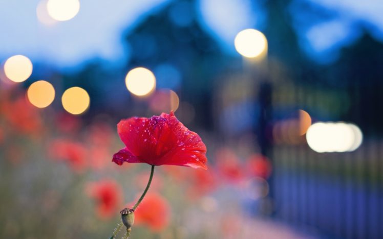nature, Flowers, Bokeh, Red, Flowers, Poppies, Blurred, Background HD Wallpaper Desktop Background