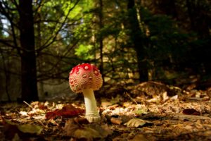 nature, Forest, Mushrooms, Macro