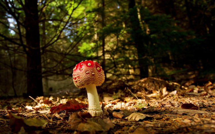 nature, Forest, Mushrooms, Macro HD Wallpaper Desktop Background