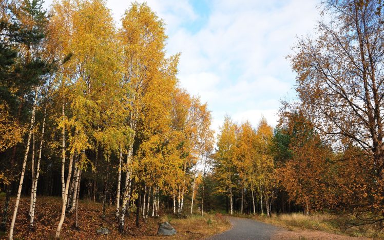 autumn, Road, Trees, Landscape HD Wallpaper Desktop Background
