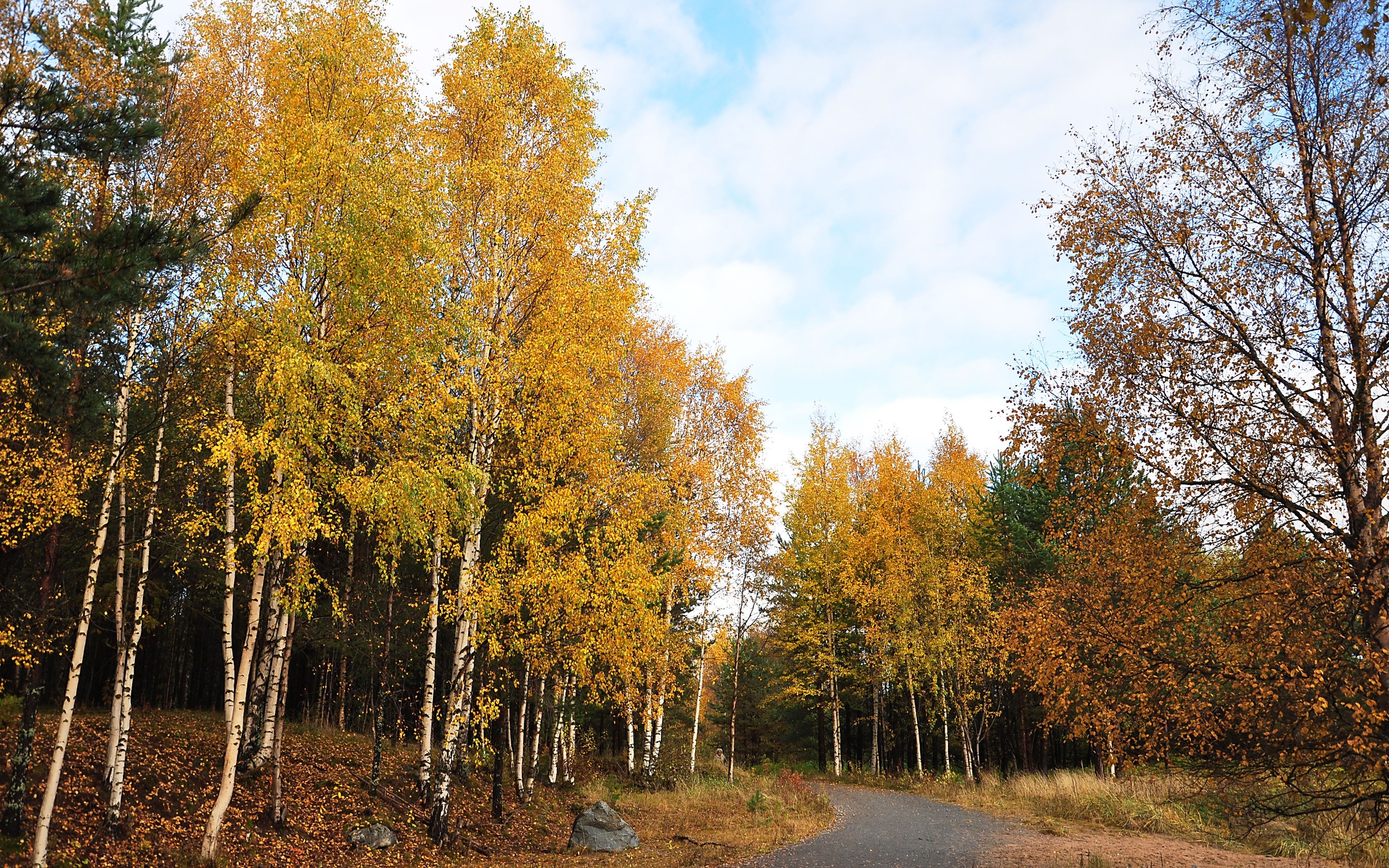 autumn, Road, Trees, Landscape Wallpaper