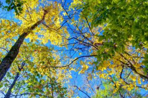autumn, Trees, Nature