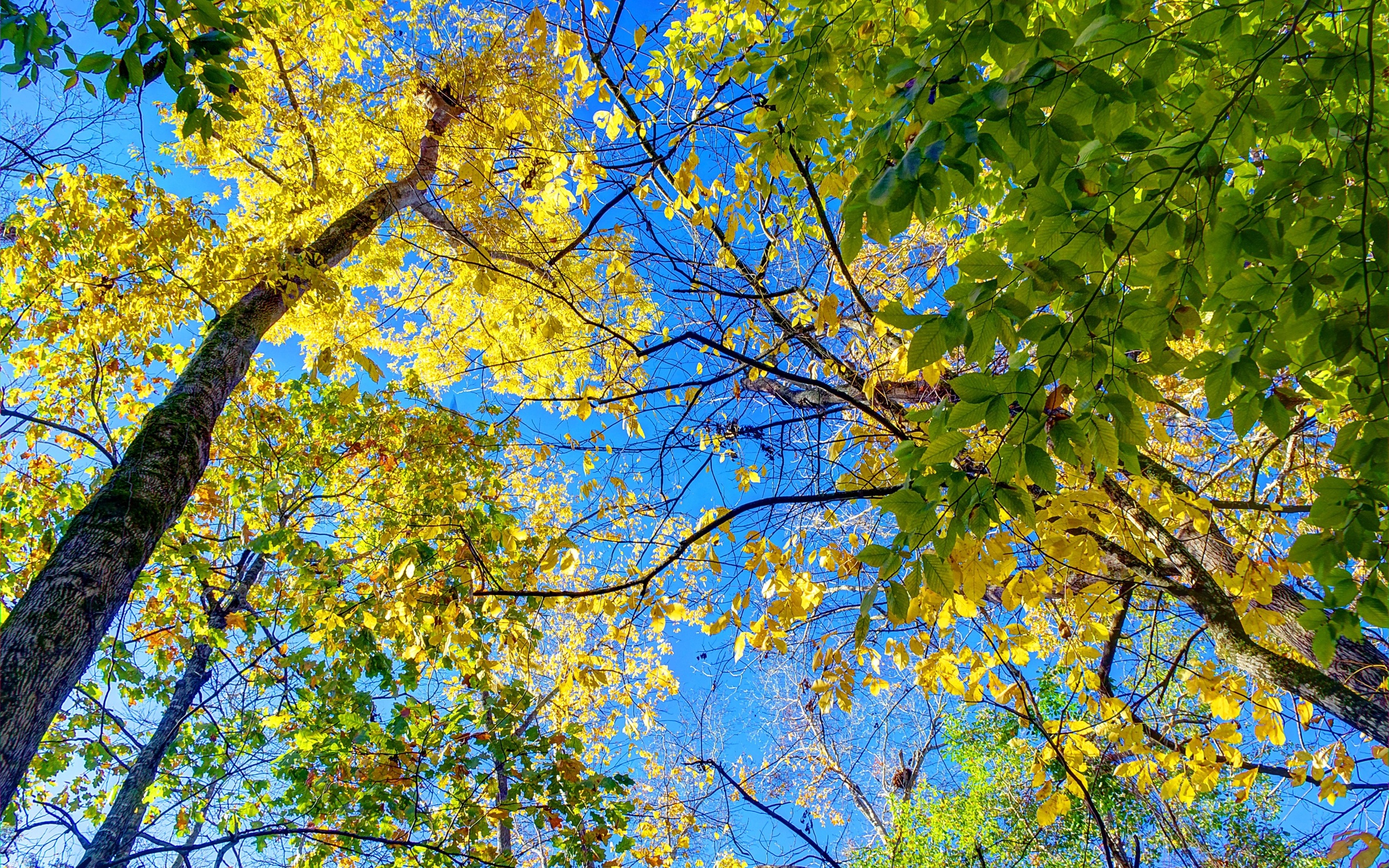 зеленые осенью фото