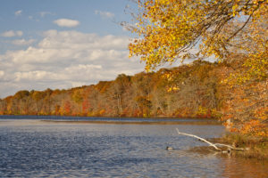 autumn, Lake, Trees, Landscape