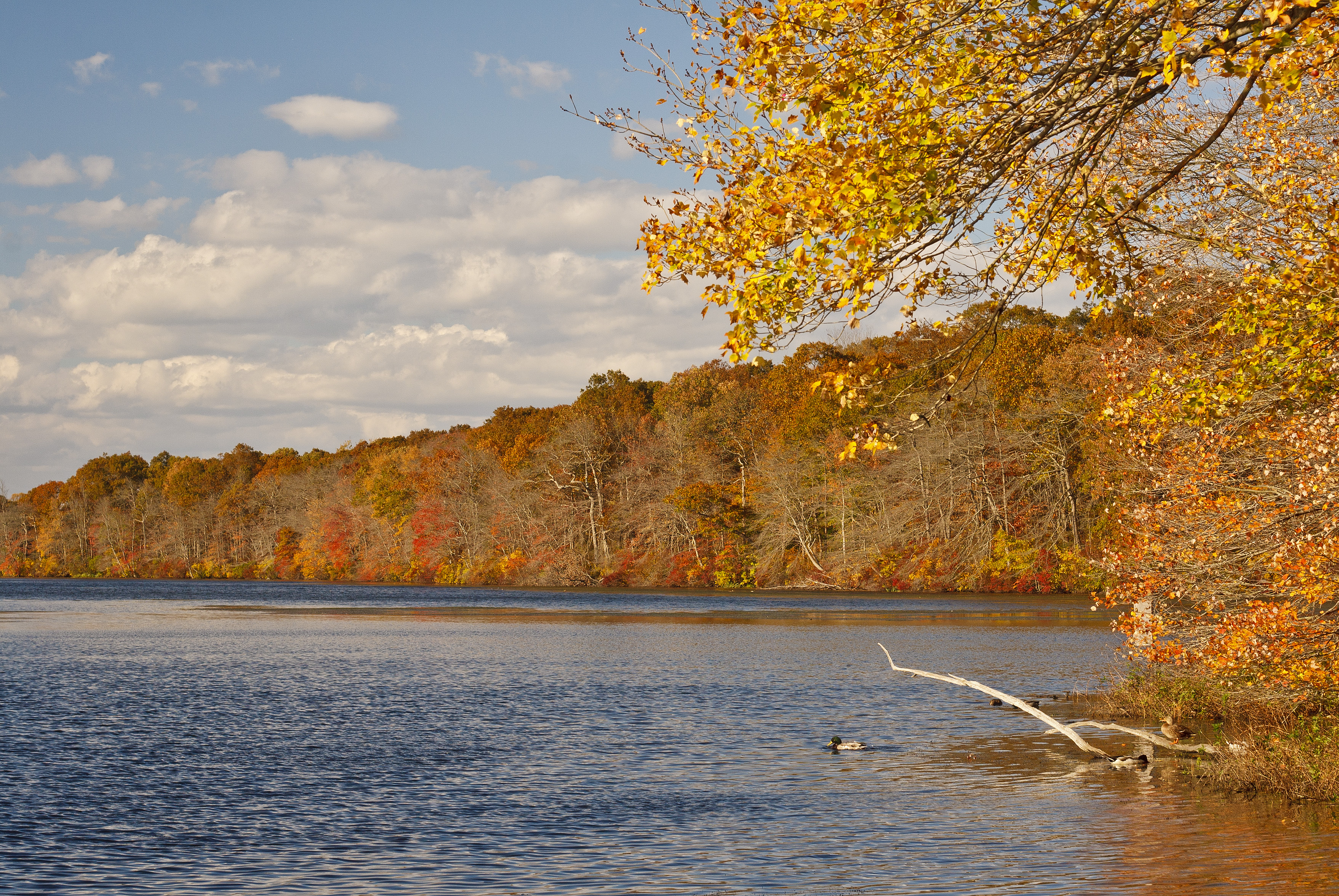autumn, Lake, Trees, Landscape Wallpaper