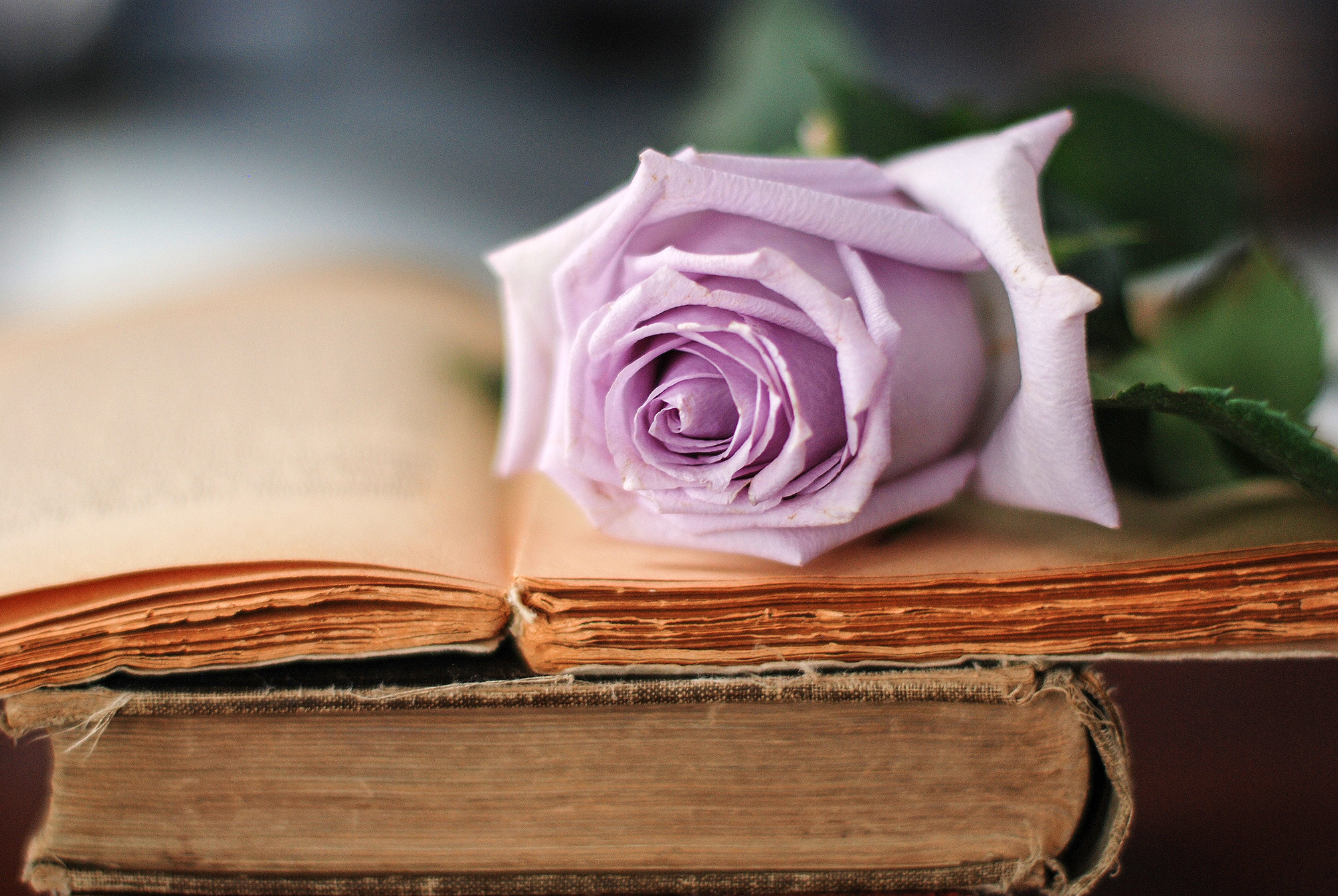 book, Bud, Rose, Bokeh Wallpaper