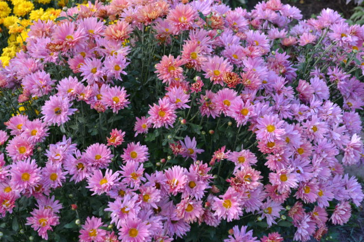 chrysanthemums, Many, Pink, Color, Flowers HD Wallpaper Desktop Background