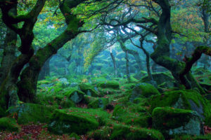 forest, Tree, Moss