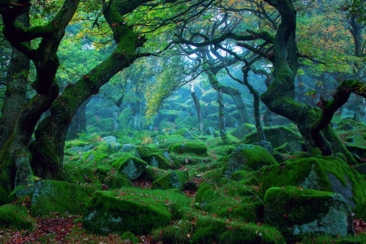 forest, Tree, Moss HD Wallpaper Desktop Background
