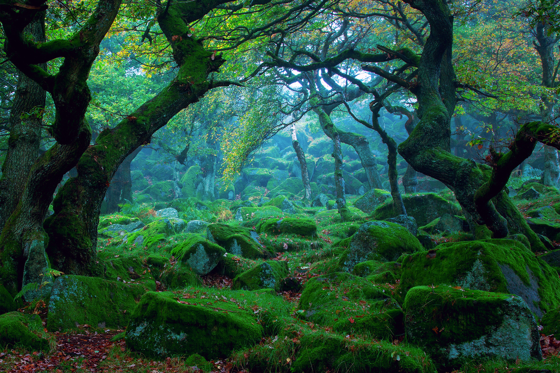forest, Tree, Moss Wallpapers HD / Desktop and Mobile Backgrounds