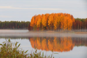 pond, Quiet, Forest, Autumn, Haze, Reflection