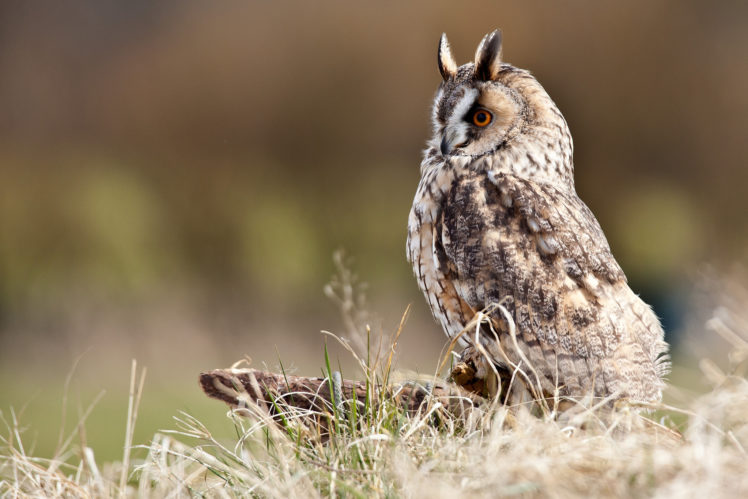 stump, Owl, Wading, Bird, Grass HD Wallpaper Desktop Background
